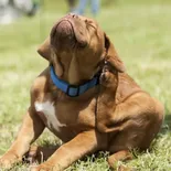 La recomendación general es bañar a una mascota una vez al mes. La recomendación general es bañar a una mascota una vez al mes.