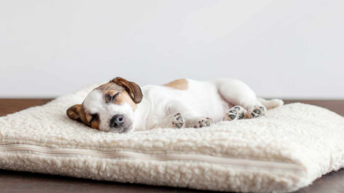 Scientists discovered that dogs are entering a new phase of evolution
