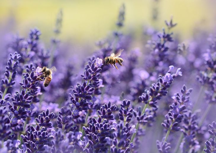 Bees performing pollination in lavender flowers Bees performing pollination in lavender flowers