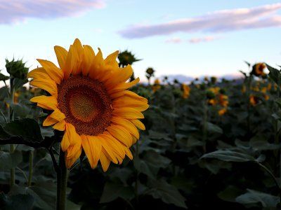 En medio de la guerra, el nuevo oro es el aceite de girasol: ¿Qué rol puede  jugar la Argentina?