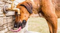 Los dueños de las mascotas deben estar atentos a los signos de deshidratación y tomar medidas para prevenirla.
