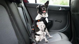 La manera en la que se deben transportar las mascotas en el auto.