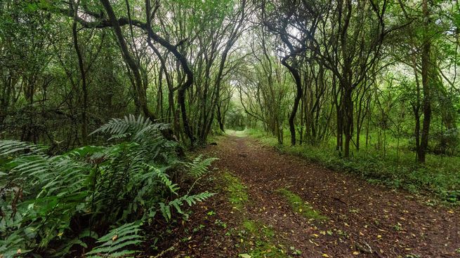 El Parque Nacional El Rey dispone de una impresionante variedad de flora y fauna en un entorno de montaña único.