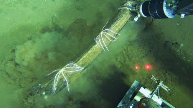 Hallan un cementerio de ballenas prehistóricas con millones de años de antigüedad.