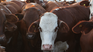 Argentina vende carne de calidad a Estados Unidos, pese a que ese país es uno de los principales exportadores del mundo. Argentina vende carne de calidad a Estados Unidos, pese a que ese país es uno de los principales exportadores del mundo.