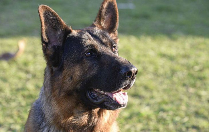 Día Nacional del perro en honor a&nbsp;Chonino