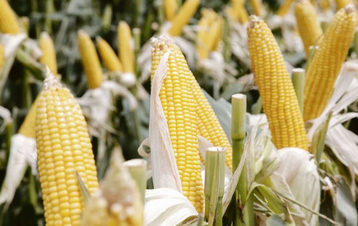 ámbito.com | PAG7-MAIZ.jpg