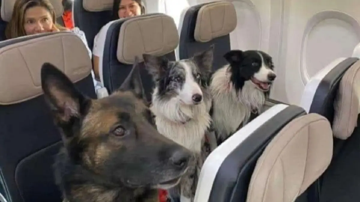 These are the procedures to travel abroad