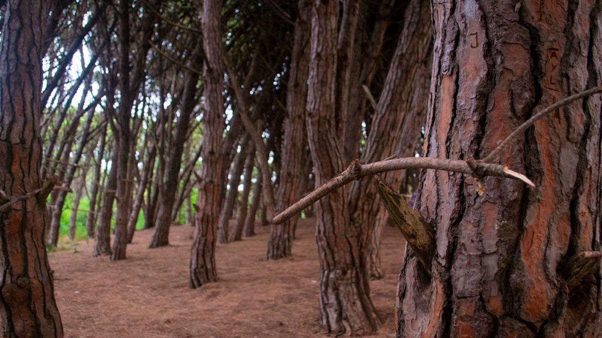 The mysterious forest of a town in Buenos Aires that is believed to have mystical powers and receives tourists from all over the world