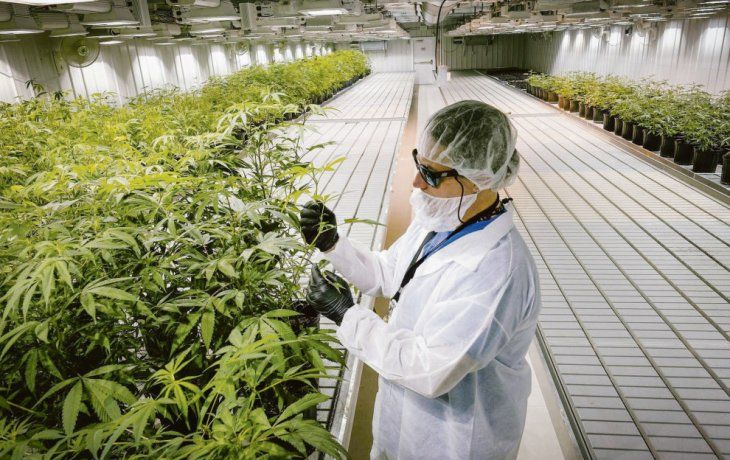 ámbito.com | pag13-cannabis.jpg