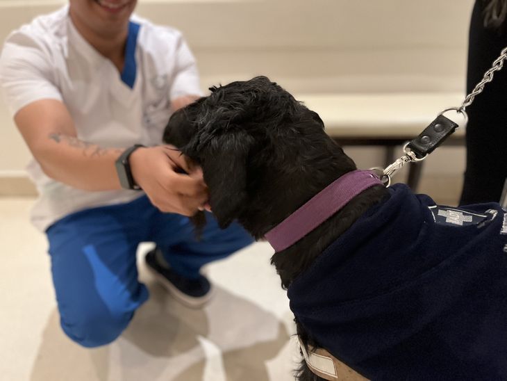 Profesionales del IADT reciben a los perros en el ingreso institucional, en el marco del Programa 4 Patas. Profesionales del IADT reciben a los perros en el ingreso institucional, en el marco del Programa 4 Patas.