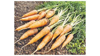 El desarrollo de variedades pequeñas y tiernas de esta hortaliza para el consumo gourmet gana adeptos año tras año.