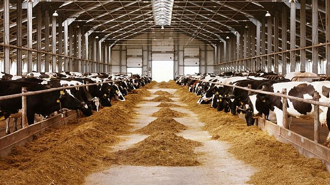 La exposición de los trabajadores a rebaños de vacas infectadas produce los contagios.