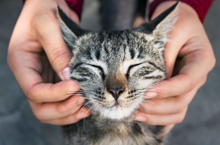 Los cambios en la forma de vivir también influyen al momento de elegir una mascota. Los cambios en la forma de vivir también influyen al momento de elegir una mascota.