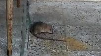 Rata.