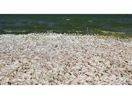 Los peces son de la especie pejerrey y fallecieron por las altas temperaturas y la falta de oxígeno.