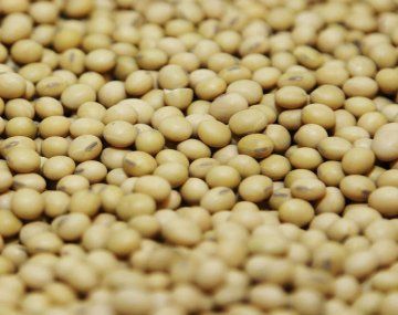 En su discurso, Milei vinculó la falta de actualización normativa con la brecha productiva frente a Brasil. En su discurso, Milei vinculó la falta de actualización normativa con la brecha productiva frente a Brasil.