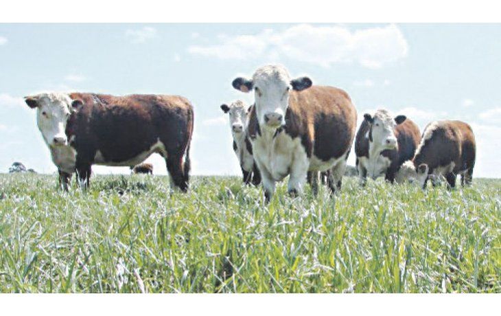 ámbito.com | Monitoreo. Es fundamental determinar a ciencia cierta el ambiente y la calidad de las pasturas.