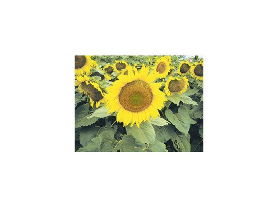 Según datos de Oil World, se podría cosechar entre 3,1 y 3,2 millones de toneladas de semillas de girasol, un alza desde los 2,6 millones de toneladas en 2010.