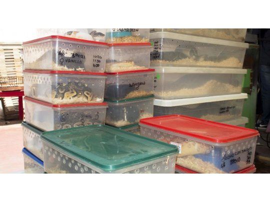 Los animales eran 219, incluyendo especies exóticas de serpientes.