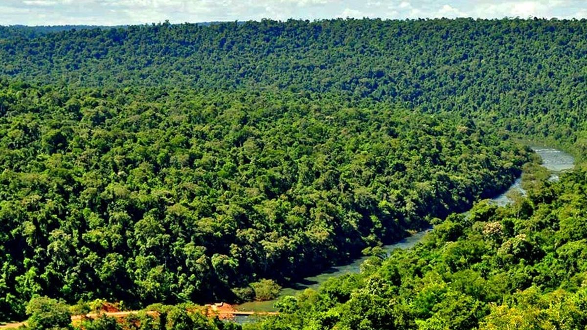 Misiones enters the global carbon credit market
