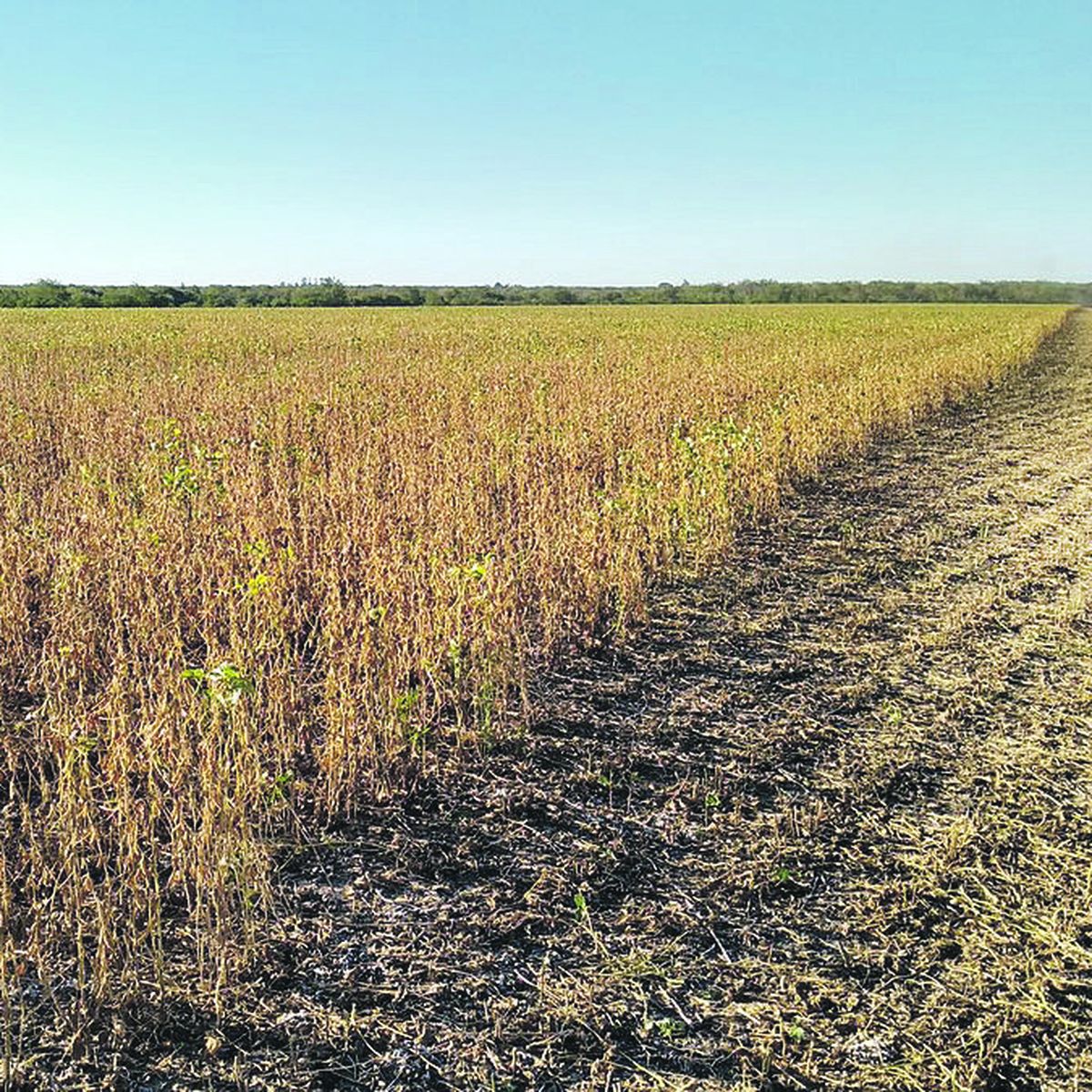 Cosecha gruesa: productores (y Gobierno) preocupados por la sequía