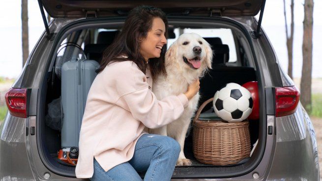 Un estudio reveló porque los perros aman viajar en auto.