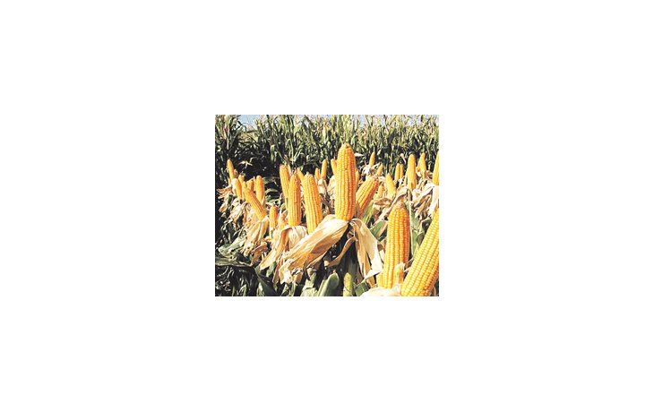 El cultivo de maíz transgénico no está permitido en Paraguay, pero un relevamiento del Gobierno estimó que el 20% de las plantas analizadas estáalterado.