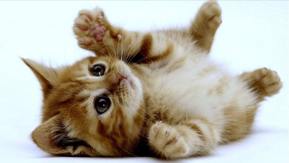morfina mini letal Mascotas: ¿cuáles son las 5 razas de gato más inteligentes?