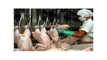 La producción avícola aumentaría 23% en 2012