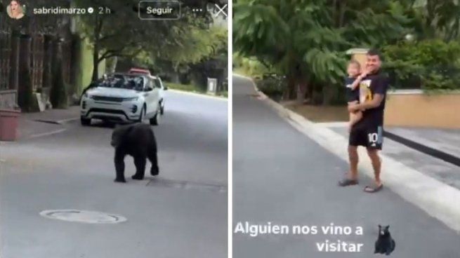 Un encuentro sorpresivo tuvo el jugador de Tigres Angel Correa cuando caminaba con su familia por las calles de Monterrey: se topó con un oso que, por suerte, no era agresivo. Pero el susto fue mayor.