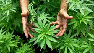 Cabildo Abierto impulsa aplicar IVA al cannabis y cuestiona exoneraciones. Cabildo Abierto impulsa aplicar IVA al cannabis y cuestiona exoneraciones.