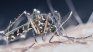 They confirm a new case of chikungunya fever in Buenos Aires. They confirm a new case of chikungunya fever in Buenos Aires.