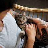 Incorporar una nueva mascota al hogar de un gato no es un proceso instantáneo, pero con las estrategias adecuadas, la convivencia pacífica es posible. Incorporar una nueva mascota al hogar de un gato no es un proceso instantáneo, pero con las estrategias adecuadas, la convivencia pacífica es posible.