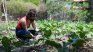 These ages will help you improve your orchard. These ages will help you improve your orchard.