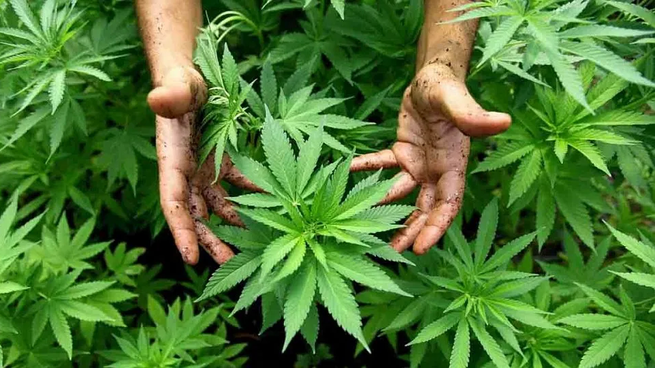 Los compradores brasileños tendrán que presentar una receta médica que los habilite a ingresar el cannabis de Uruguay.