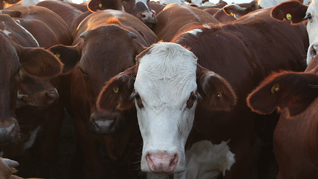 Argentina vende carne de calidad a Estados Unidos, pese a que ese país es uno de los principales exportadores del mundo. Argentina vende carne de calidad a Estados Unidos, pese a que ese país es uno de los principales exportadores del mundo.