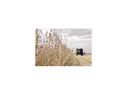 Tal como ocurrió con el último informe de la Secretaría de Agricultura -que luego fue desmentido- ya se prevé que la campaña sojera será 10 millones de toneladas inferior que la del año pasado. El rendimiento promedio es de 22 quintales por hectárea.