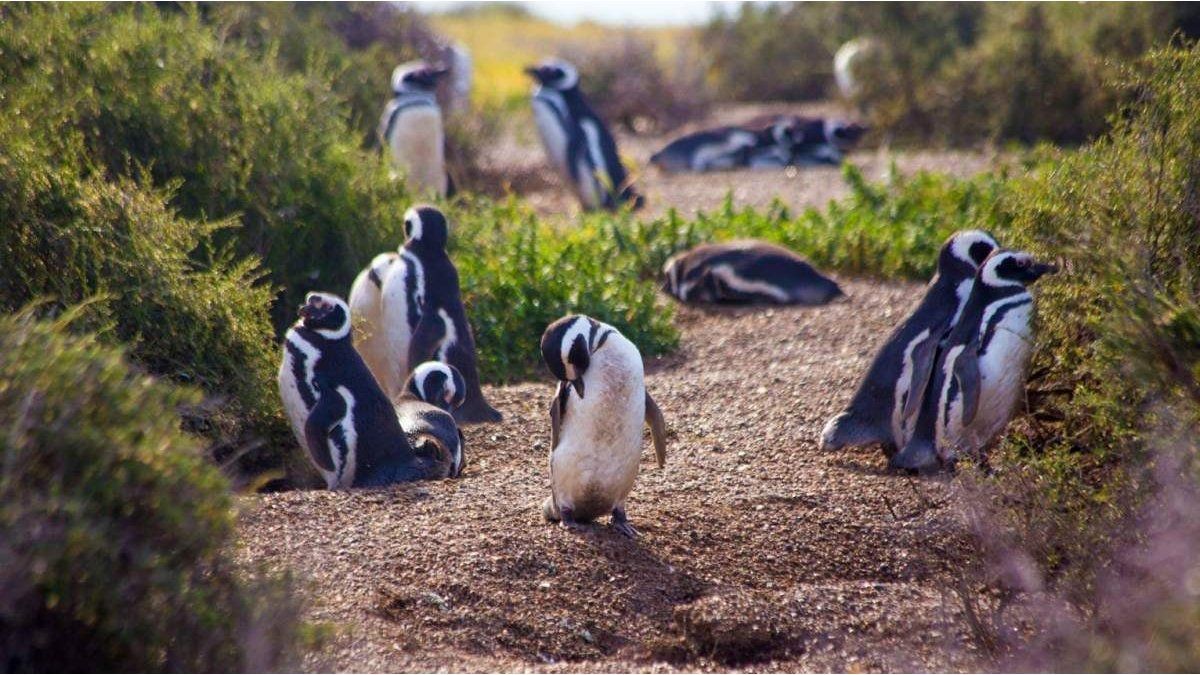 The rancher accused of the slaughter of penguins in Punta Tombo was found guilty