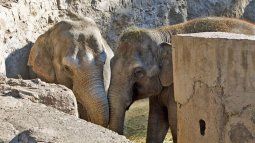 More than 200 elephants to be culled in Zimbabwe More than 200 elephants to be culled in Zimbabwe