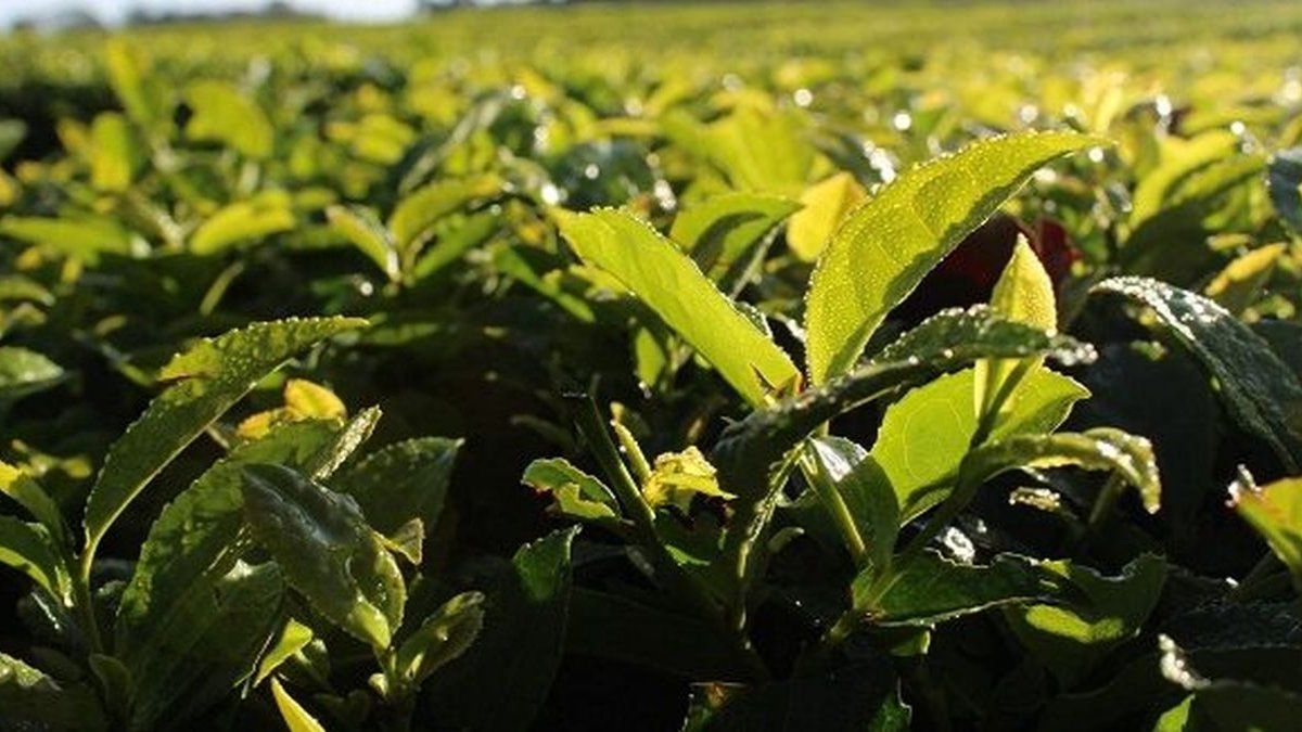 set a new price per kilo of tea and extend support to producers