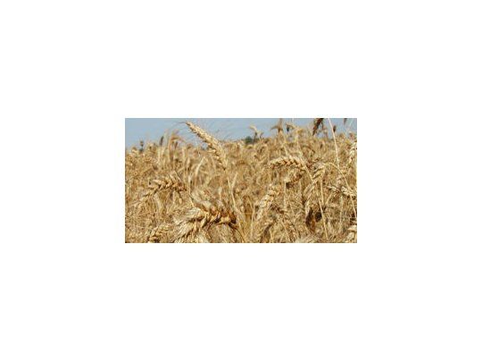 Estiman baja la cosecha de trigo por recorte en la implantación