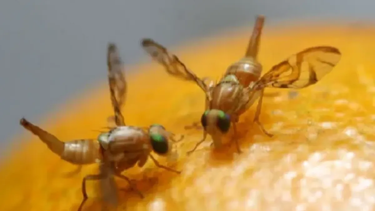 SENASA aplica nuevas restricciones y redefine �reas bajo control fitosanitario por la mosca de la fruta