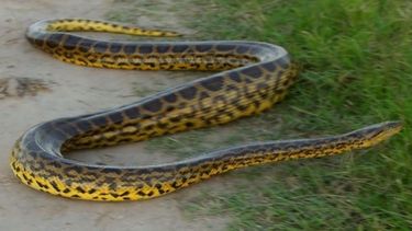 Trabajador rural se top con una anaconda de 3 metros