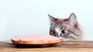 Cats on the table, a common problem for those who have them as pets. Cats on the table, a common problem for those who have them as pets.