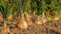 Este alimento tiene varios beneficios para la piel y su utilización en las dietas diarias es facil y sencilla.