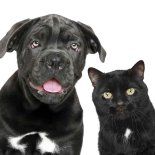 Halloween puede generar algunos reisgos para las mascotas. Halloween puede generar algunos reisgos para las mascotas.