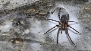 111.000 arañas conviven en una cueva entre Grecia y Albania. Se cree que cnstruyeron la telaaraña más grande del mundo. 111.000 arañas conviven en una cueva entre Grecia y Albania. Se cree que cnstruyeron la telaaraña más grande del mundo.