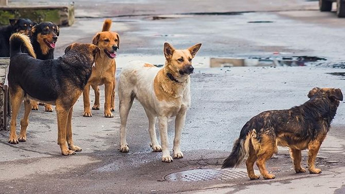 Care and protected: this city became a paradise for street dogs