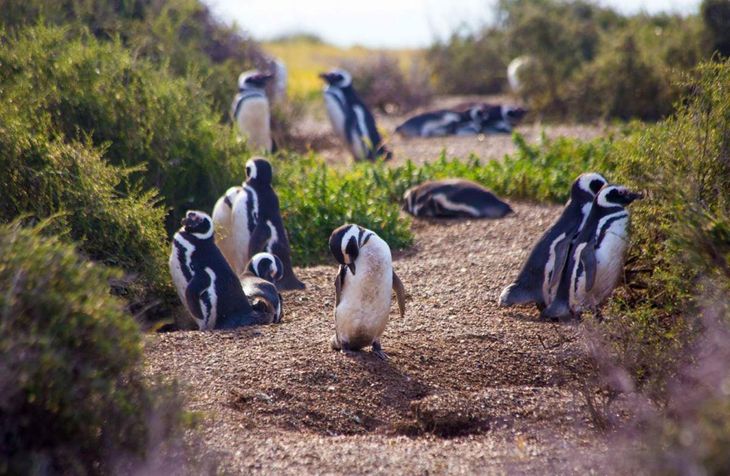 The continental Magellanic penguin colonies of Peninsula Valdés and Punta Tombo are the largest in the world. 